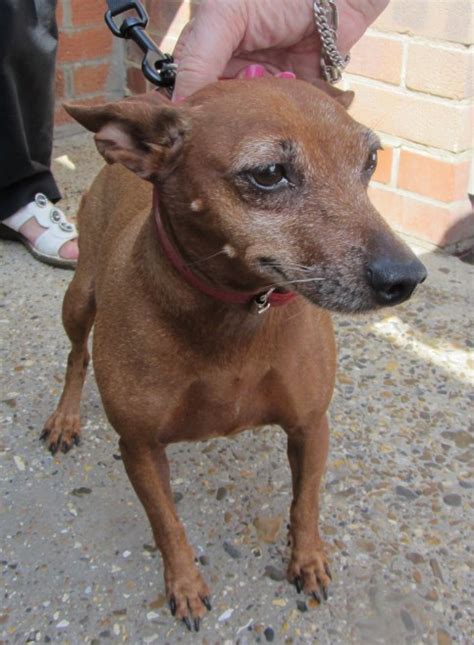 Sugar 6 Year Old Female Miniature Pinscher Available For Adoption
