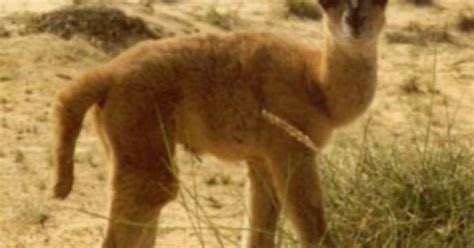 Were lower than the results obtained by abdelhadi. Hybrid Animals.Cama A cama is a male dromedary camel and a ...