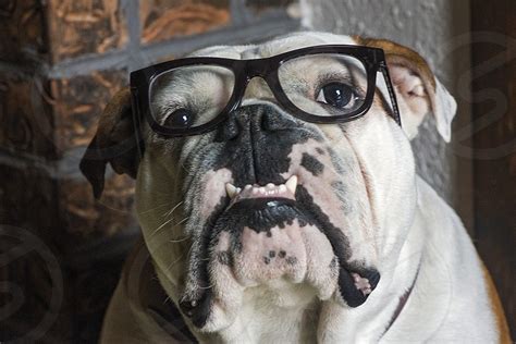 English Bulldog Smart Glasses Dog Pet Mans Best Friend By Pia