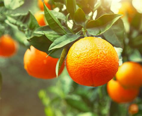 BioFlora Announces Breakthrough Treatment of Citrus Greening - BioFlora ...