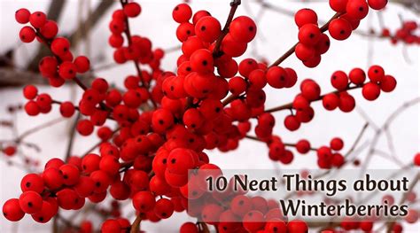 Winter Berries Canadas Local Gardener Magazine