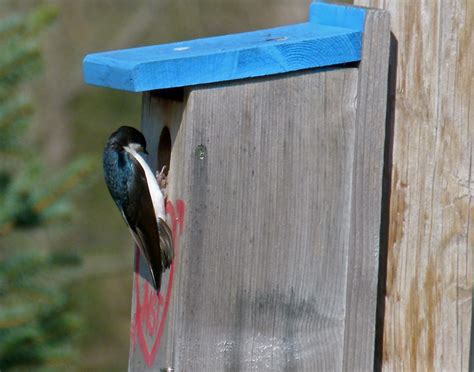 By downloading this nest box plan you will be subscribed to the cornell lab of ornithology and nestwatch enewsletters. KY Natural Inquirer: Bluebird Trail