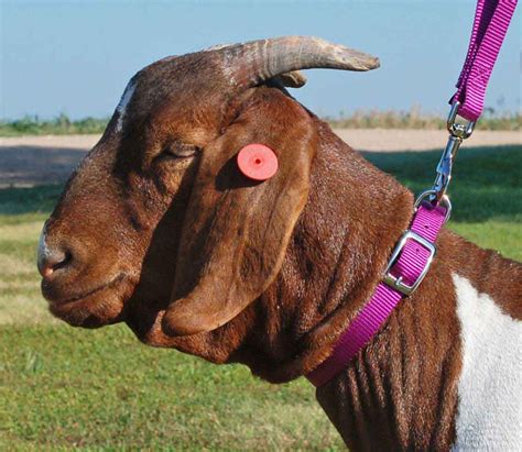 What kind of chain collars do goats wear? Nylon Goat Collar Weaver Livestock - Halters, Collars ...