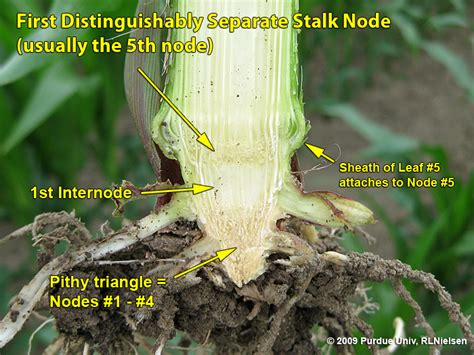 Determining Corn Leaf Stages Purdue University
