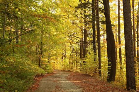 Path Through Autumn Forest On A Sunny Morning Sun Rays Fall Through