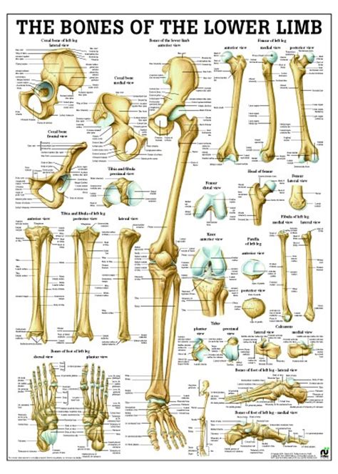 Lower Limb Anatomy Bone Interactive