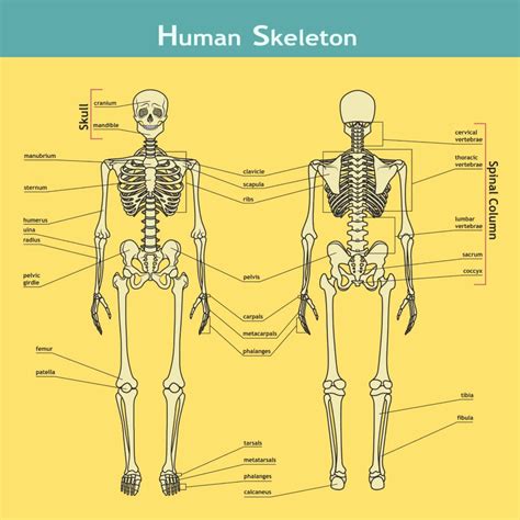 Body Parts Of Human Skeleton Bone And Skeleton Fun Facts For Kids