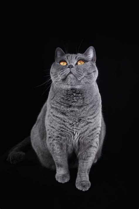 Gray Shorthair British Cat With Bright Yellow Eyes Stock Image Image