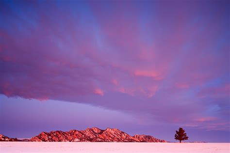 Tree And Flatirons At Daybreak Boulder Colorado Thomas Mangan