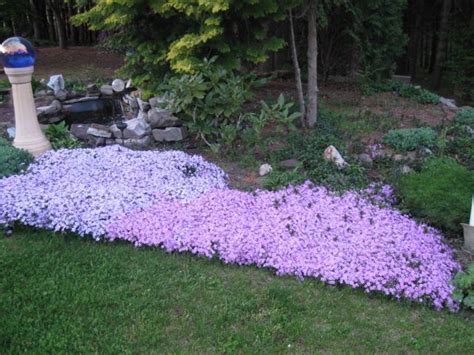 Creeping Phlox In Full Bloom In The Spring Colorful Plants Creeping