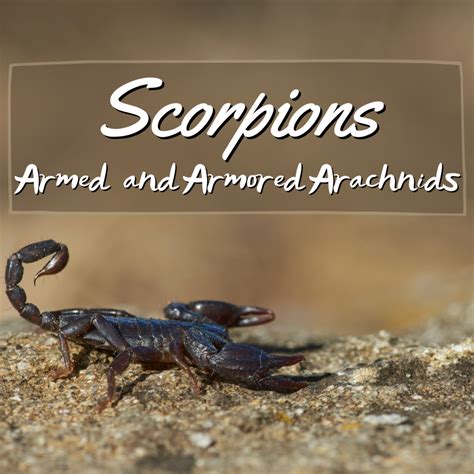 Scorpions Facts And Info Owlcation