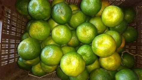 Orange Fresh Green Nagpur Oranges At Rs 25000ton In Warud Midc Id