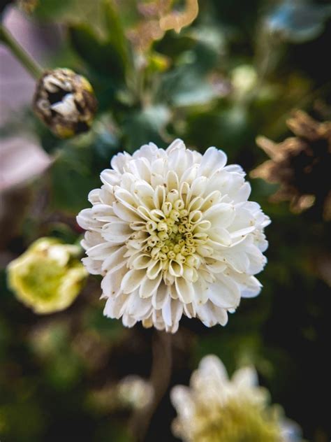 Beautiful White Flower Pixahive