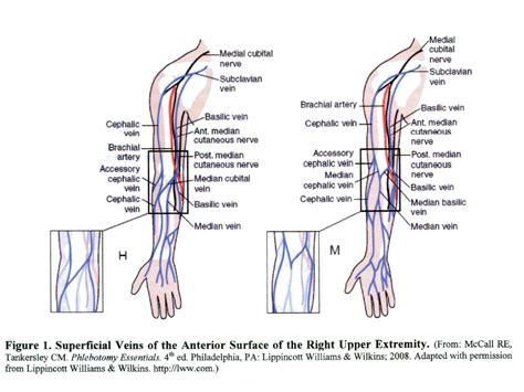 A higher blood pressure during systole (the contraction phase ) and a lower blood pressure during. 26 Diagram Of Veins In Arm For Phlebotomy - Wiring Diagram List