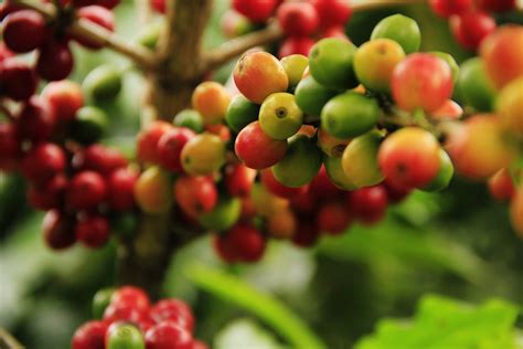 Free Images Fruit Berry Flower Coffee Bean Food Produce