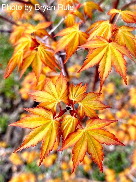 What a japanese maple really needs is good this is how you test to see if a plant, or a branch on a plant has died. Acer palmatum 'Ueno yama' Japanese Maple | Acer palmatum ...