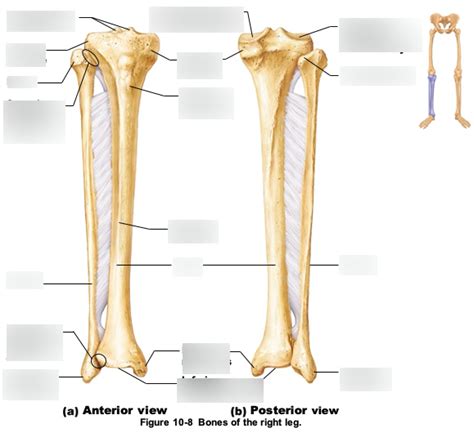 Tibia Fibula Diagram Quizlet