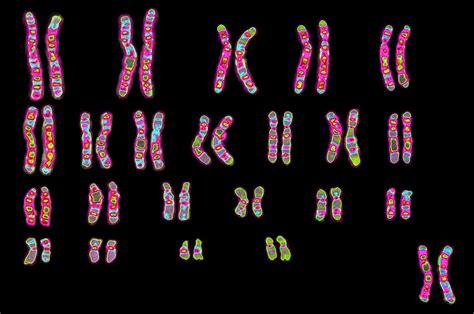 Human Genetics Description Chromosomes And Inheritance Britannica
