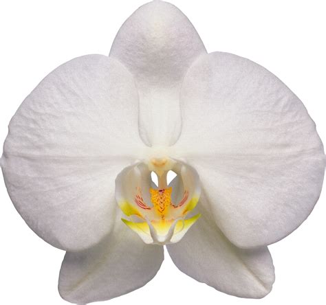 Orchid Png Image Purepng Free Transparent Cc0 Png Ima