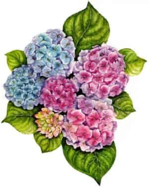 Un foglio di carta millimetrata contiene uno schema regolare di linee ad incastri ed è utile quando si eseguono calcoli matematici. Carte decoupage da stampare gratis fiori in 2020 | Floral ...
