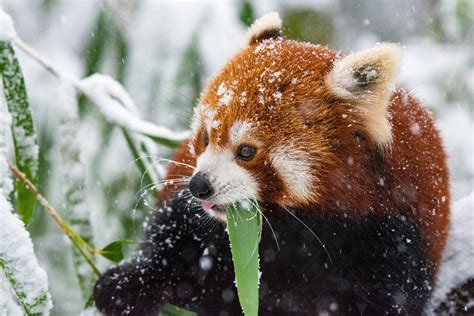 Wallpaper Panda Red Panda Snow Walk Hd Widescreen