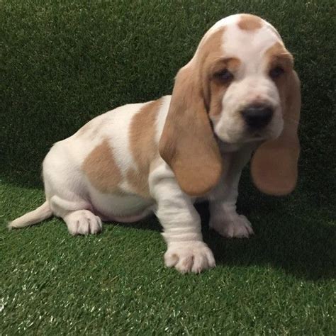 Our basset hound puppies for sale come from either usda licensed commercial breeders or hobby breeders with no more than 5 breeding mothers. Basset Hound Puppies For Sale | Dallas, TX #255337