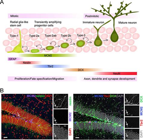 development of neural stem cell during adult hippocampal neurogenesis download scientific