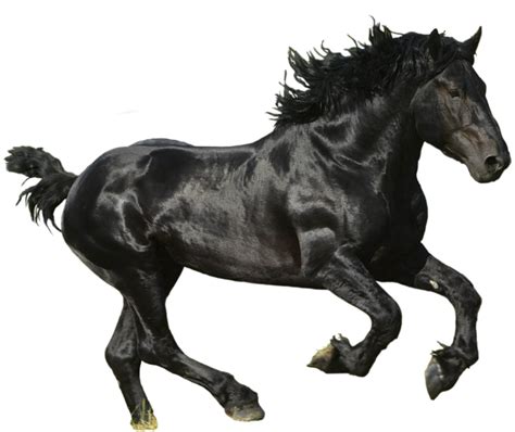 Horse Png Transparent Horsepng Images Pluspng