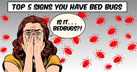 Bed Bug Droppings On Sheets A