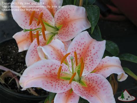 Plantfiles Pictures Oriental Lily Salmon Star Lilium By Daylily970