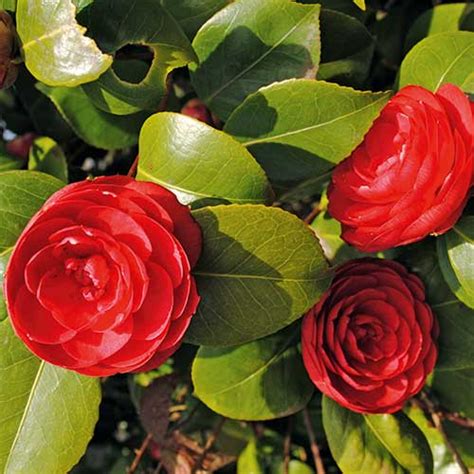how to grow camellias australian handyman magazine