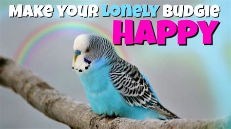 Budgie Sounds 1 Hour Happy Budgies Parakeets Youtube