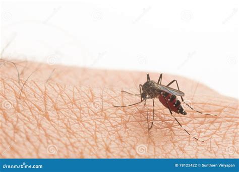 Aedes Aegypti Close Up A Mosquito Sucking Human Blood Stock Photo