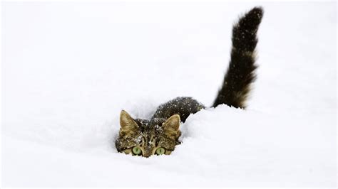 Terralonginqua Snow Cat Funny Animals Wallpaper