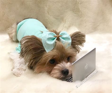 Pin By Sophia Shen On Parti Yorkie Rylee Yorkshire Terrier Puppies