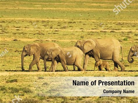 African Elephants Presentation Presentation Template