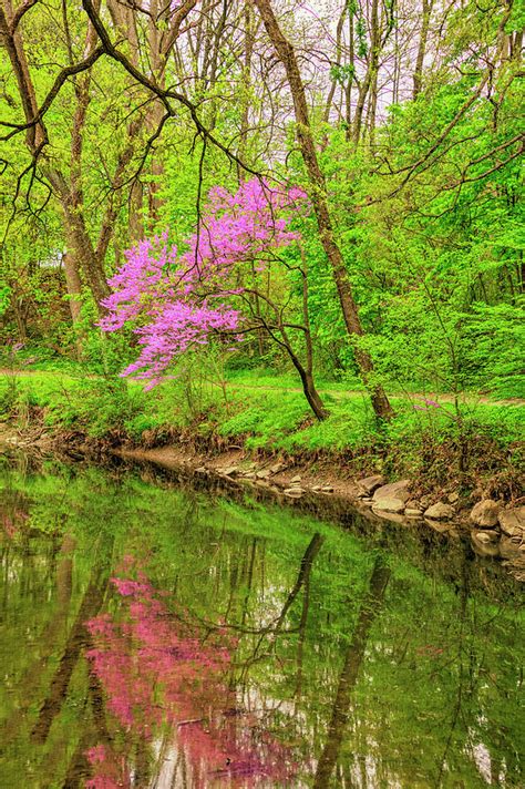 Spring Redbud Tree Reflected In A Stream Howard County Indiana