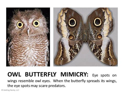 Mimicry In Nature Owl And Butterfly Eye Spots On Wings Mimicry