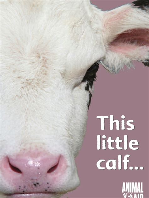 The Dairy Industrys Dirty Secrets Dairy Cattle Calf
