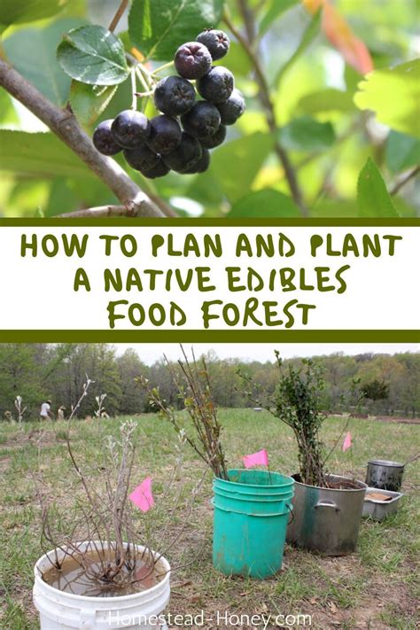 Diversify Your Homestead Harvest With A Native Edibles Food Forest I