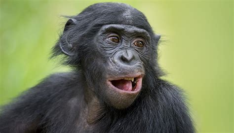 Bonobo San Diego Zoo Wildlife Explorers