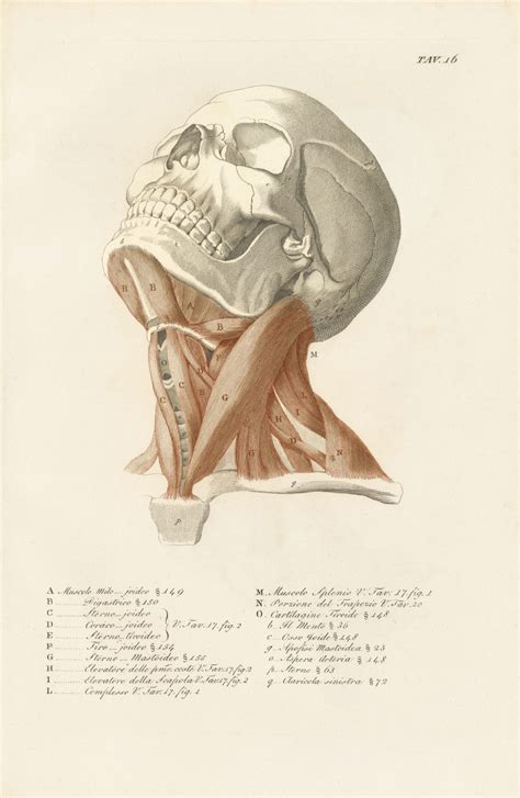 The Art Of Anatomy 16 Anatomical Drawings And Engravings Realism Today