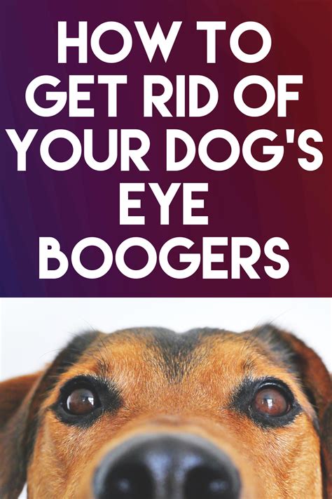 It also covers how you can use it, why it's more secure and accessible than traditional notarial processes. How To Get Rid Your Dog's Eye Bloggers - Good Doggies ...