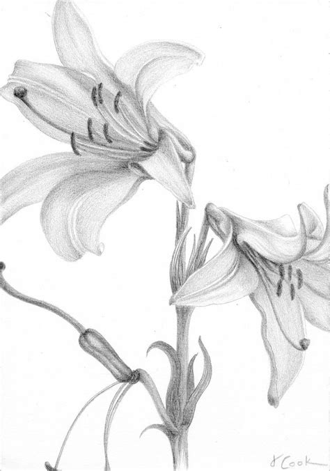 Lilium Candidium Tutoriales de dibujos de flores, Flores para dibujar
