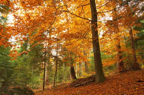 Beauty Landscape Autumn Forest View Stock Image Image Of Gorge