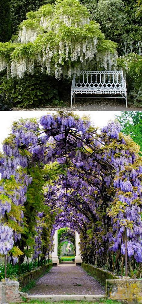 20 Favorite Flowering Vines And Climbing Plants A Piece Of Rainbow