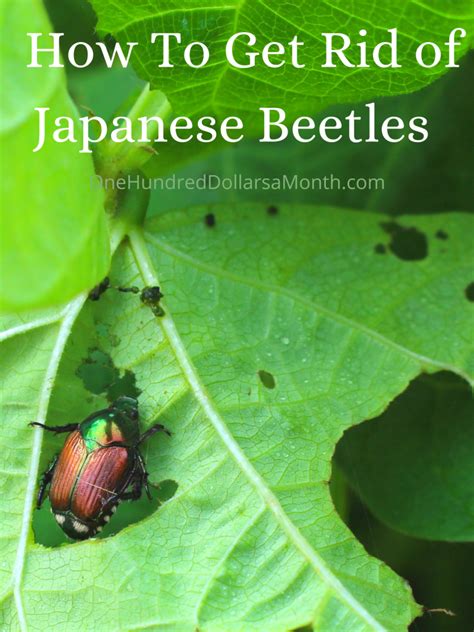 How To Get Rid Of Japanese Beetles 9 Proven Tricks From Readers One