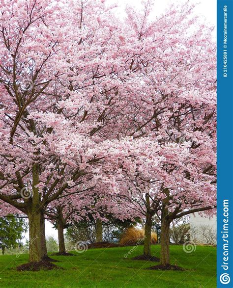 Flowering Cherry Tree Horticulture Shrubs Tree Trunk Stock Images