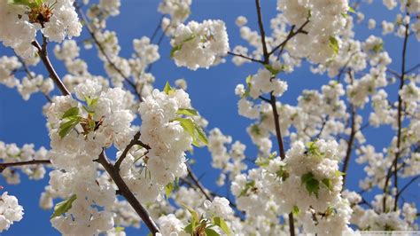 Download White Japanese Cherry Blossom Wallpaper 1920x1080 Wallpoper 434364