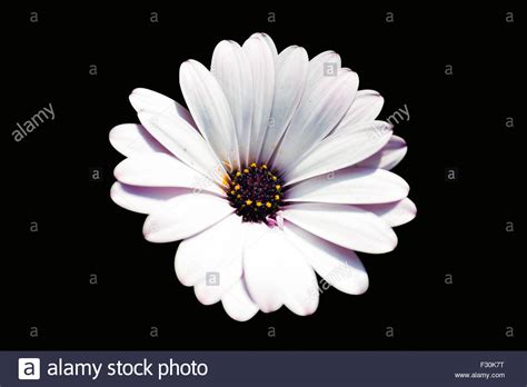 White And Purple African Daisy Flower At Doi Inthanon Chiangrai